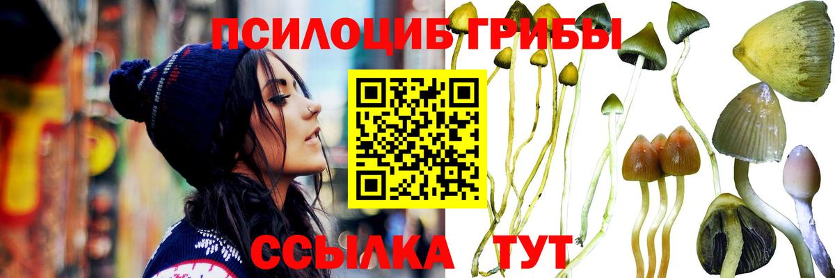 Кольчугино  Псилоцибиновые грибы Psilocybe  Вход с VPN  Псилоцибиновые грибы Cubensis 